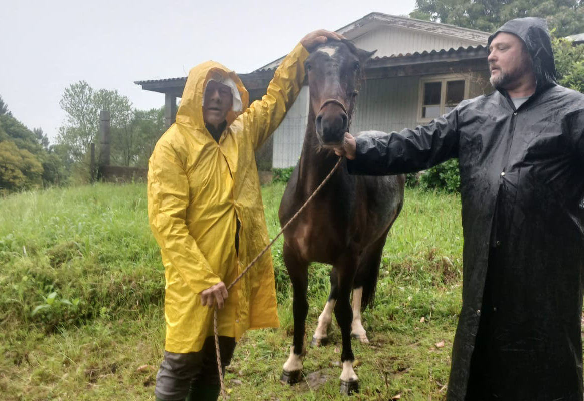 DEPARTAMENTO DE PROTEÇÃO E BEM-ESTAR ANIMAL RESGATA CAVALO EM SITUAÇÃO DE ABANDONO