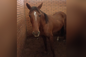 EQUINOS EM SITUAÇÃO DE ABANDONO SÃO RECOLHIDOS PELO DEPARTAMENTO DE PROTEÇÃO E BEM-ESTAR ANIMAL