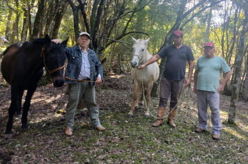 EQUINOS EM SITUAÇÃO DE ABANDONO SÃO RECOLHIDOS PELO DEPARTAMENTO DE PROTEÇÃO E BEM-ESTAR ANIMAL